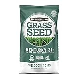 Pennington Kentucky 31 Tall Fescue Penkoted Grass Seed 40 lbs