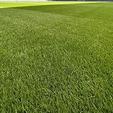 Outsidepride 1 lb. Full House Bermuda Grass Seed Blend of Monaco & Hollywood