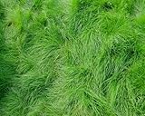 Creeping Red Fescue Lawn Grass - 5 Pounds