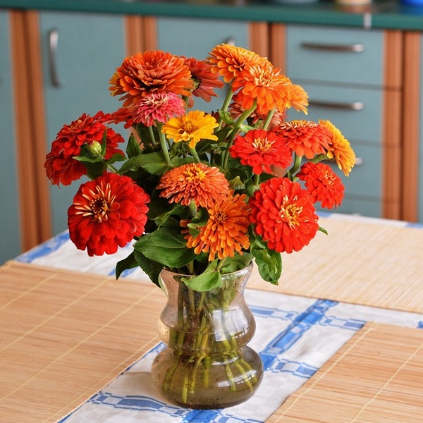 Zinnia - The Magic Flower • Garden Consumers